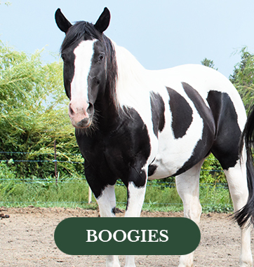 Boogies