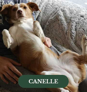 Canelle
