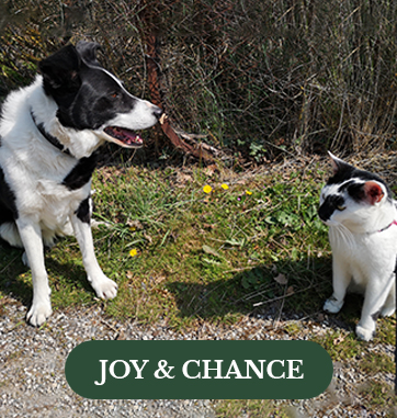 Joy-&-chance