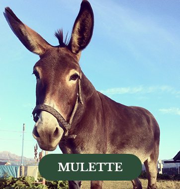 Mulette