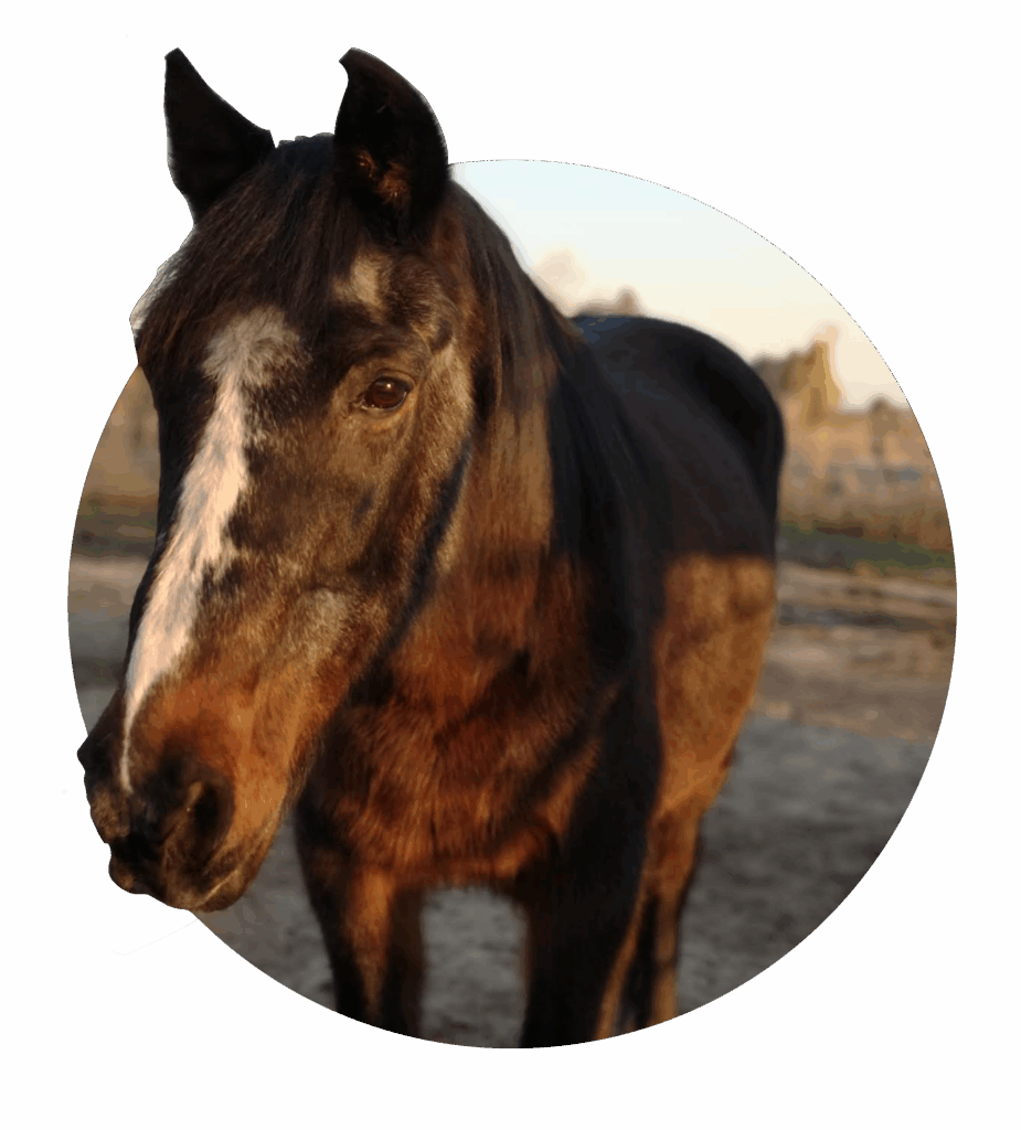 cheval-la-patte-tranquille