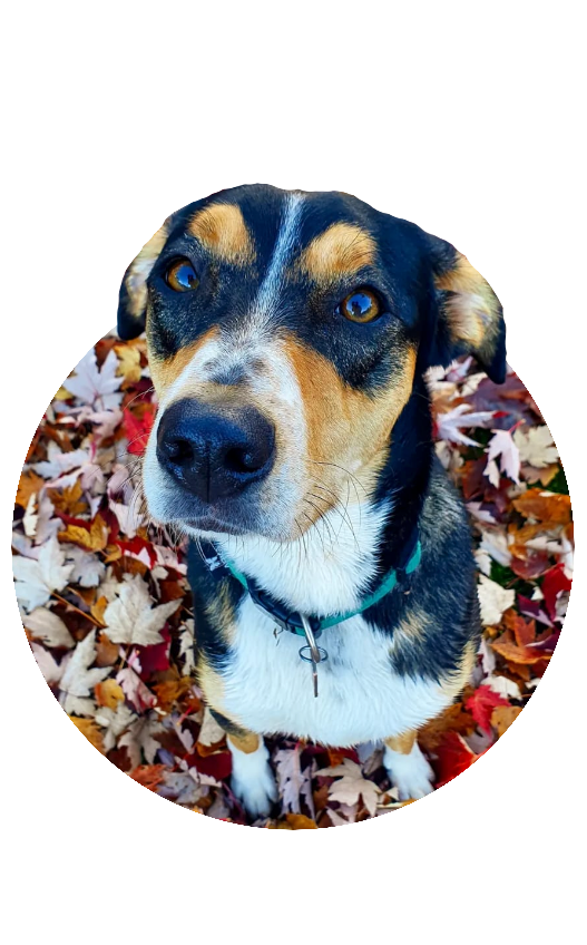 chien-lapattetranquille